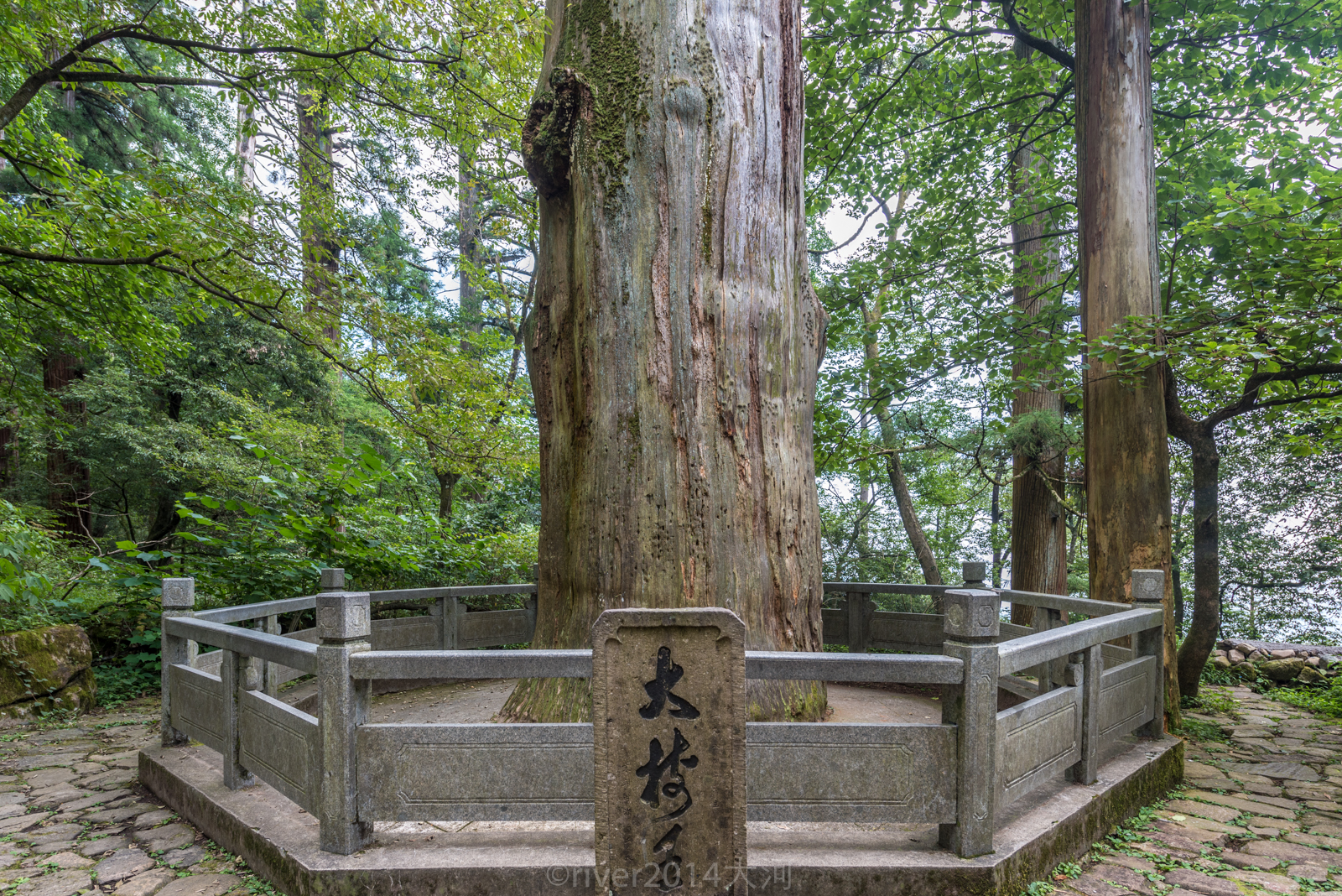 杭州临安西天目山,世界最大古柳杉群