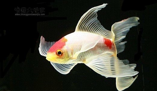 其代表品种为草金鱼,是金鱼的原始种.
