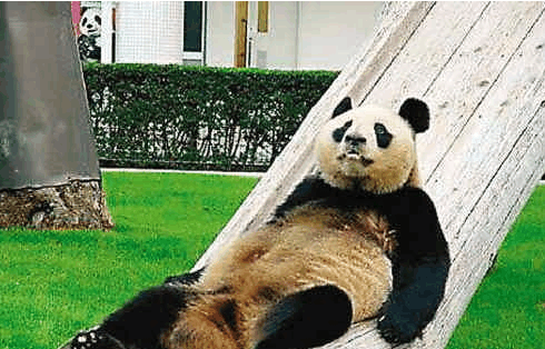 熊猫瘫vs葛优躺,谁是动物界网红no.1?