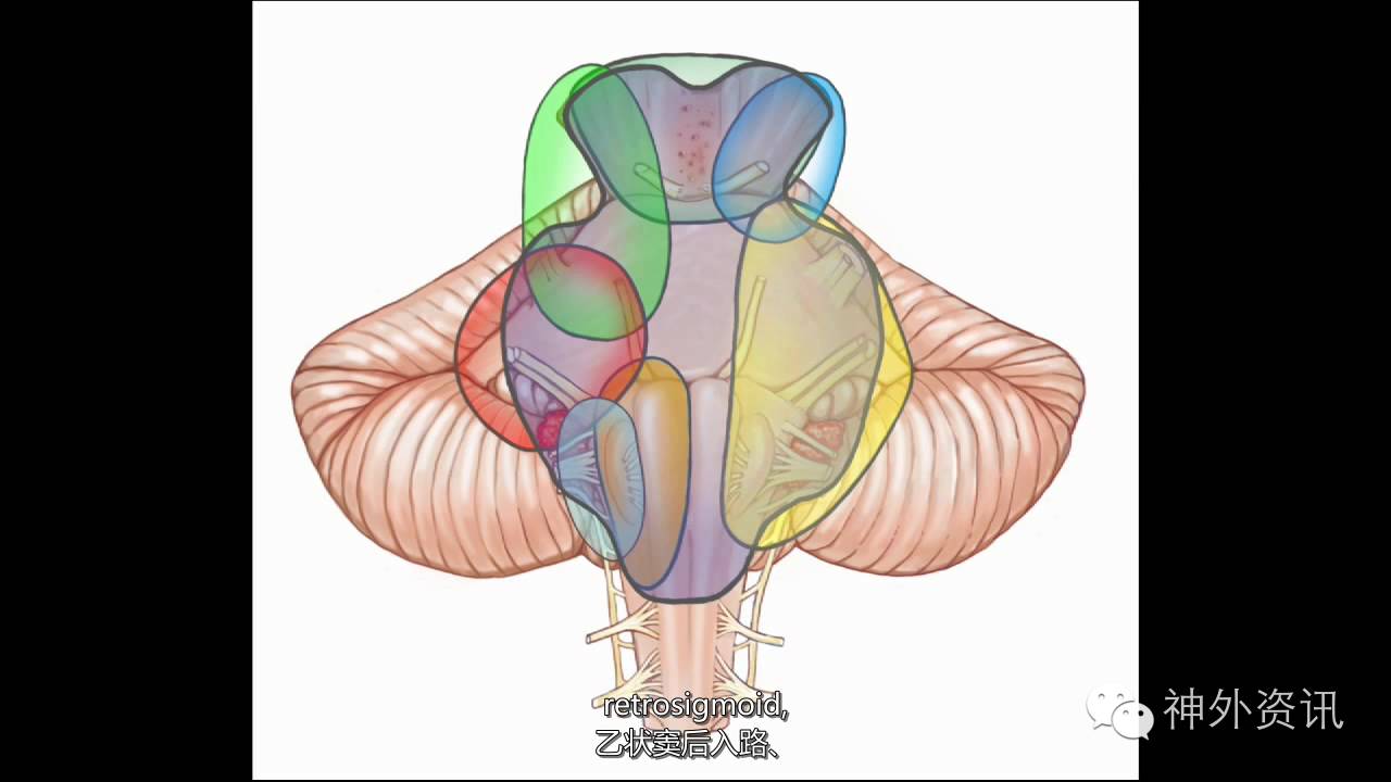 到达脑干的入路| the rhoton collection系列解剖视频