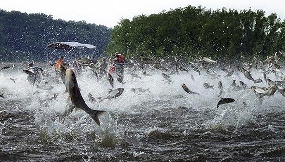 亚洲鲤鱼入侵美国水域,所占比例高达90%