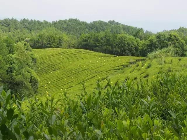 茶旅世界·最美茶园丨四川平昌皇家雀舌有机茶园