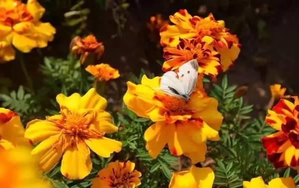 昆明菊花村根本没有菊花,这些地方才有!