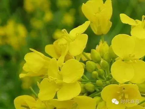 北方地区首届油菜荞麦花节9月1日开幕