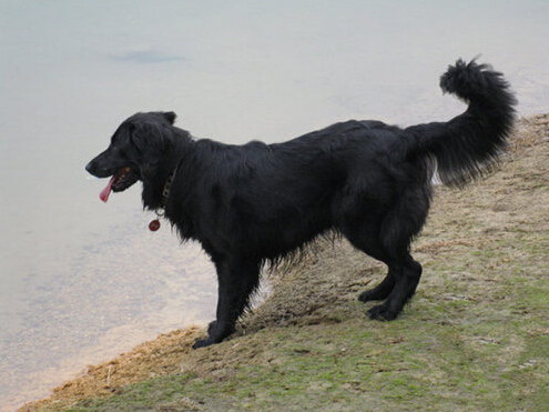 该品种产于18世纪,由拉布拉多犬,爱尔兰塞特犬,卷毛猎犬杂交育成.