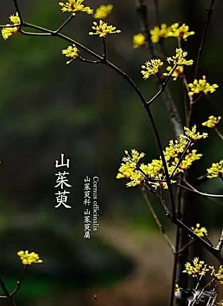 超漂亮的花草风景图片