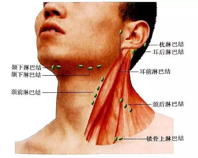 脖子上的淋巴位置图