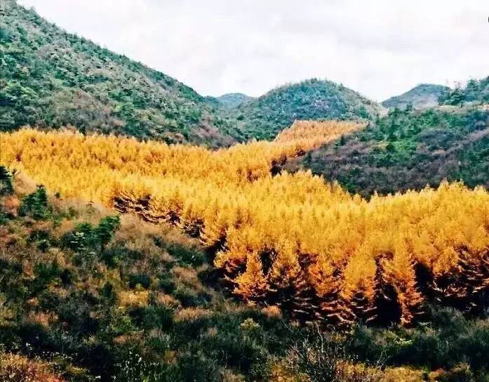 终于破茧成蝶,开始换上金黄的新装 引来诸多驻足停留的守望 金秋兴隆