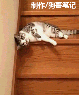 这哪是猫咪在下楼呀,分明是一坨肉在滚楼梯!