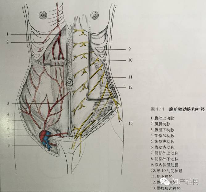 易损伤的腹壁血管第4穿刺点:前正中线偏左耻骨联合上第2,3穿刺点:脐与