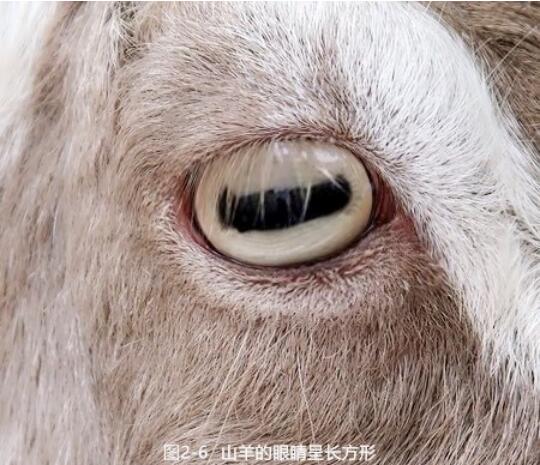 3,山羊的"瞳孔"可以变成长方形