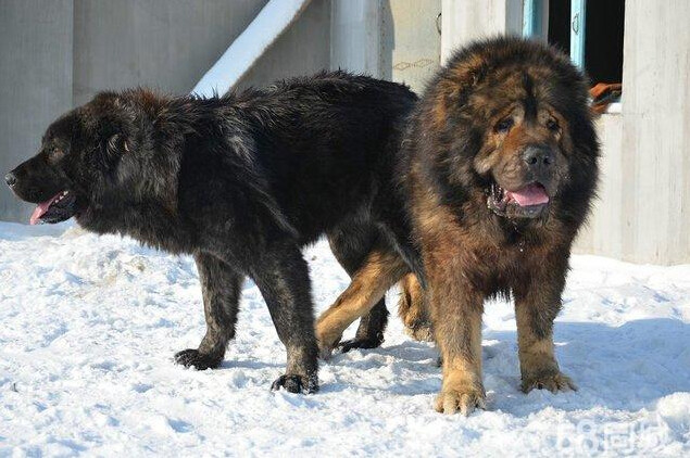 超大型运动犬 高加索犬详细介绍及图片展示