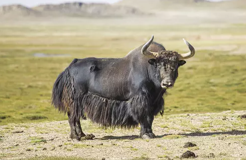 可可西里-面对濒临的生物-藏羚羊