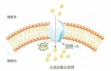 主动运输主动运输的条件:浓度差,载体,能量三,细胞增殖减数分裂时期