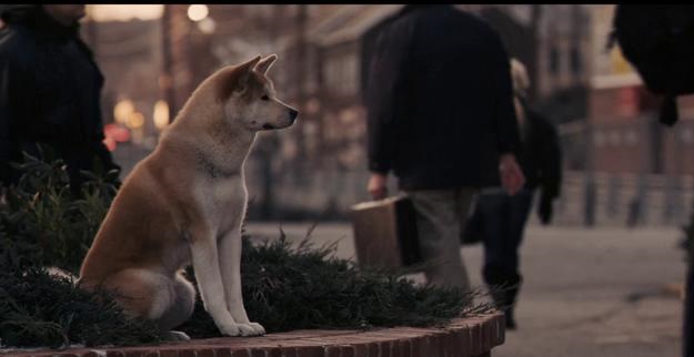 追忆电影忠犬八公感人真实故事