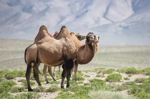 可可西里-面对濒临的生物-藏羚羊