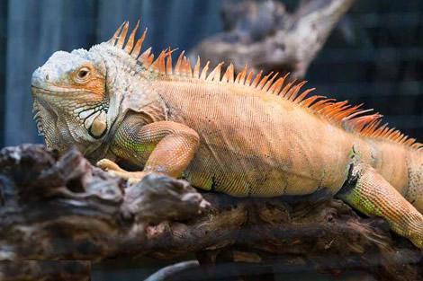 揭秘10大神秘生物真实面目尼斯湖水怪其实是大象