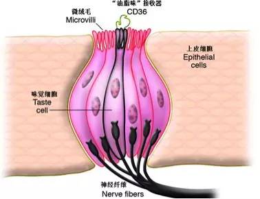 "油脂味"接收器结构示意图.
