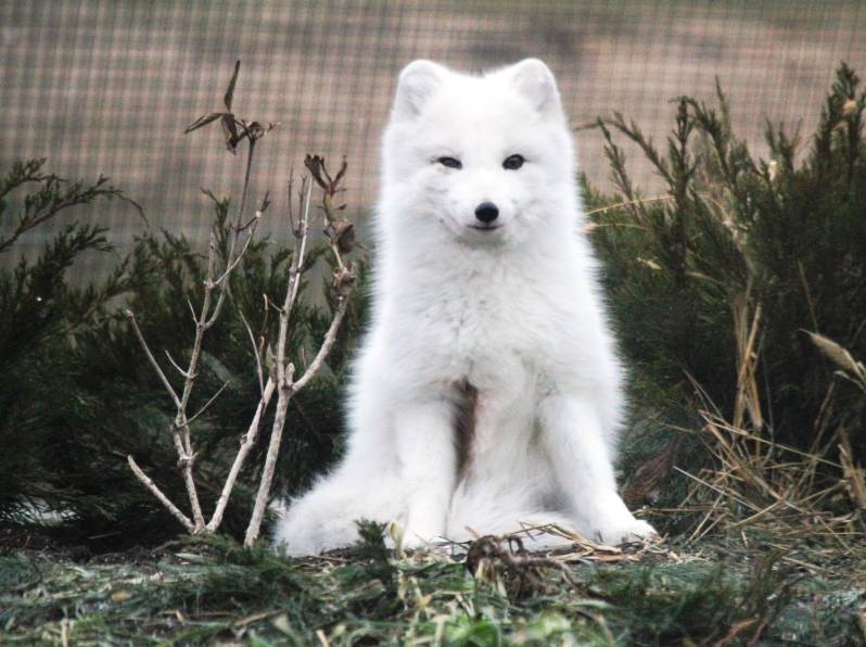 可看到北美驯鹿(caribou),北极狐(arctic fox),北极麝香牛(muskoxen)