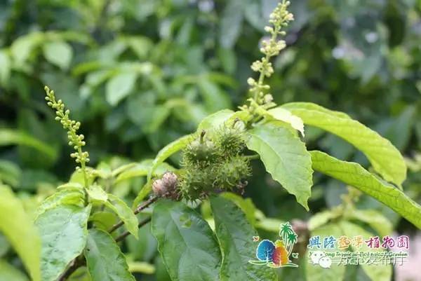 文化万宁家乡的鹧鸪茶