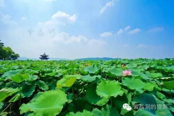 接天莲叶无穷碧 映日荷花别样红.