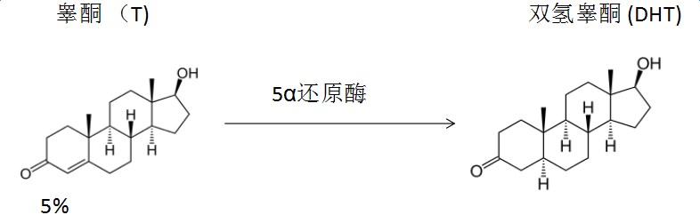 双氢睾酮(dht)是睾酮(t)和细胞内酶Ⅱ型5α-还原酶相结合而生成的.