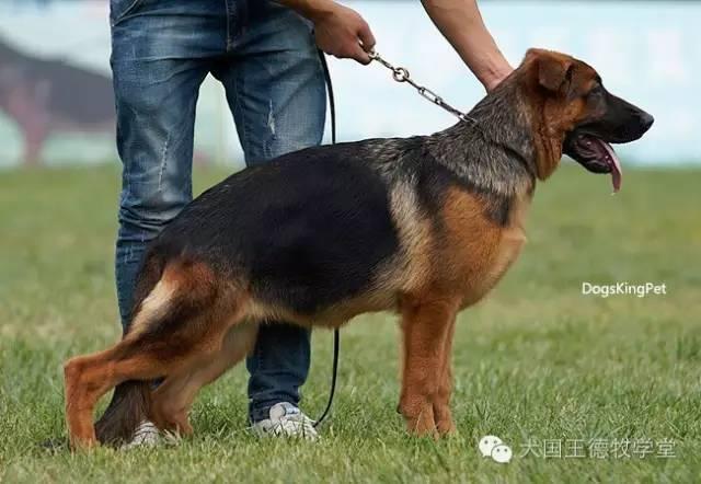 德国va萨巴特 4个月多小德牧 犬国王摄影