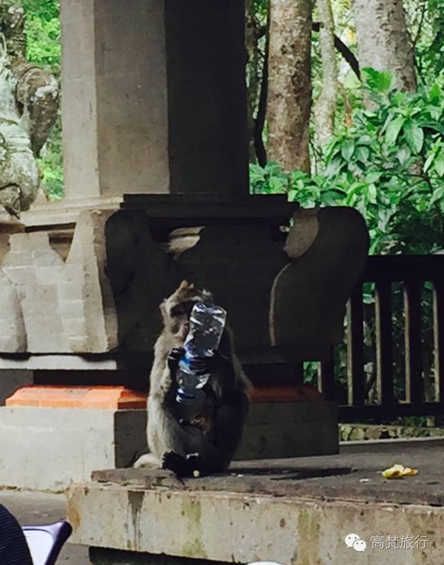 高梵征文 | 巴厘岛圣猴森林公园游记