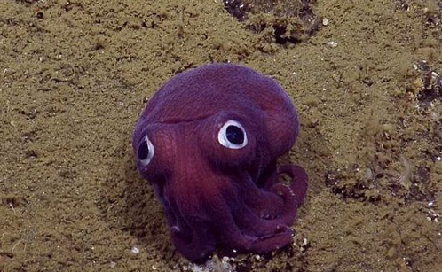深入南加州附近太平洋海域的海底,他们发现了这个小小的紫色球形生物