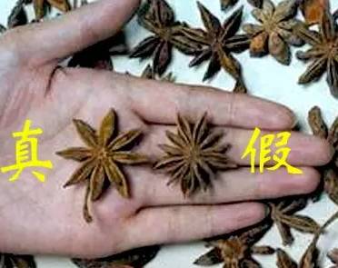 "假八角"——莽草,外形与八角相似,但是有剧毒.