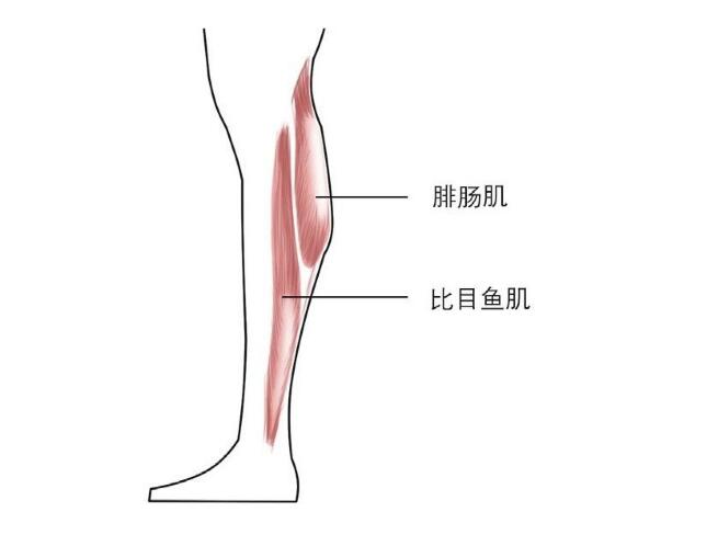 腿粗壮怎么办