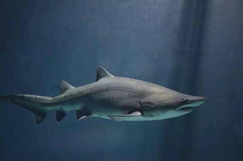 深海的顶级捕食者-鲨鱼