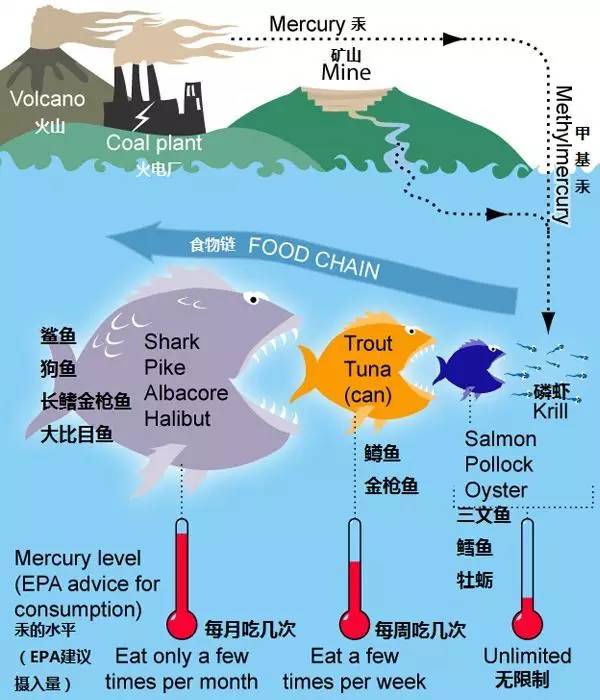 同时,需要说明的是,甲基汞是汞对生物体有毒害的主要形态.