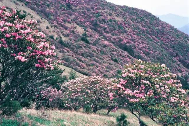 但其实,看花海不需要出国,红池坝一样可以满足你!