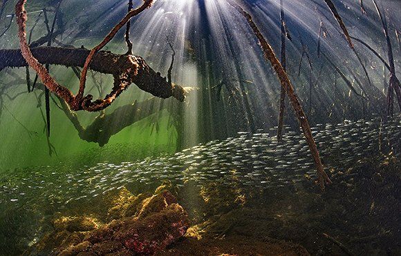 水下遍布着红树林的根系,图中一个鱼群正快速游过.