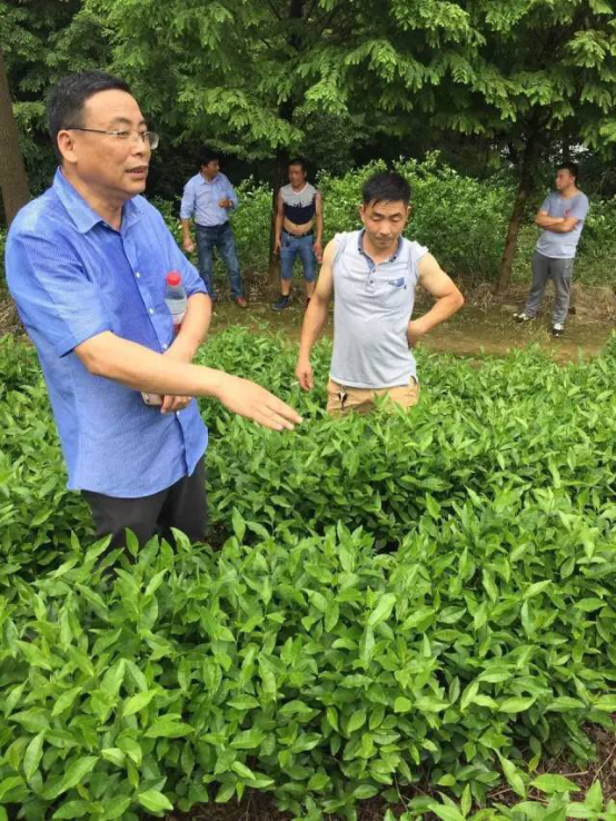 安茶集团组织茶农共建标准化基地