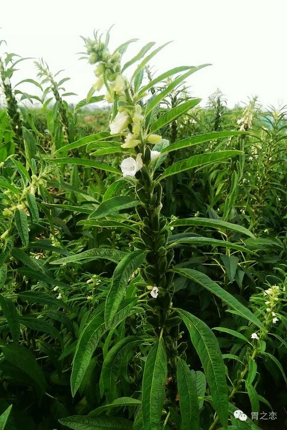 自制芝麻叶茶,常喝滋肝养肾,润肤养颜,抗衰老