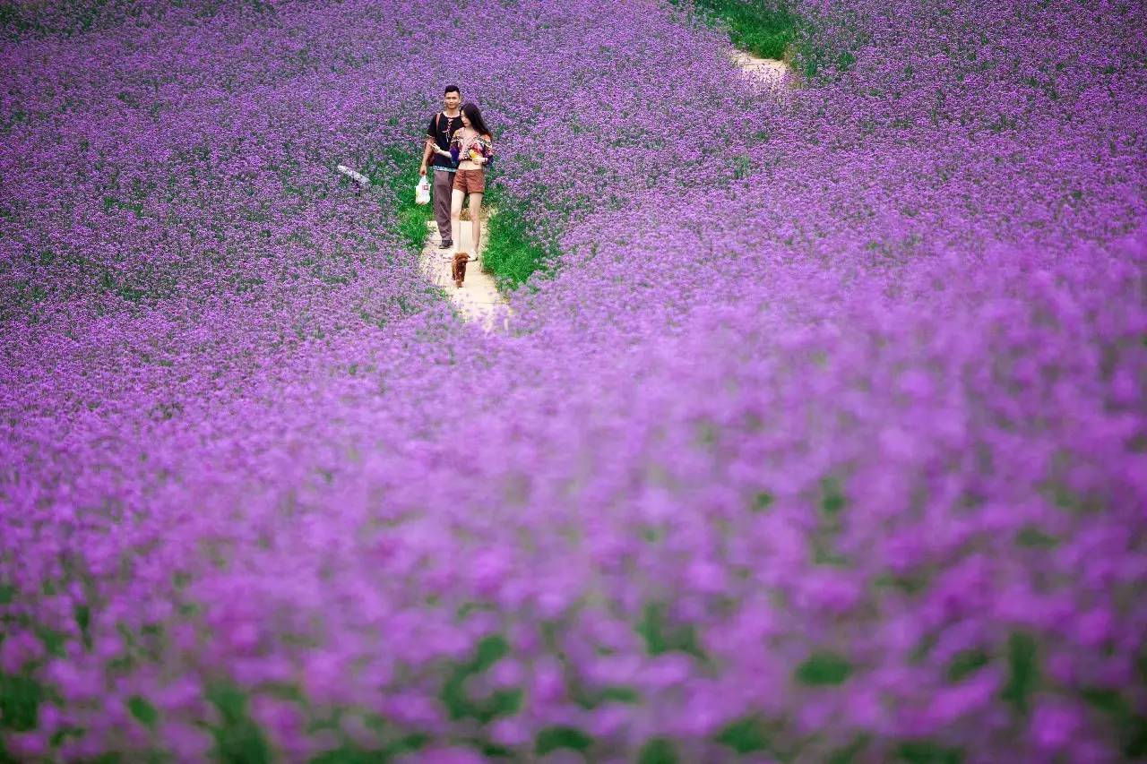 花期:9月-10月底 ◆ ◆ ◆ ◆ ◆ (马鞭草往期实景拍摄) 花期:9月-10