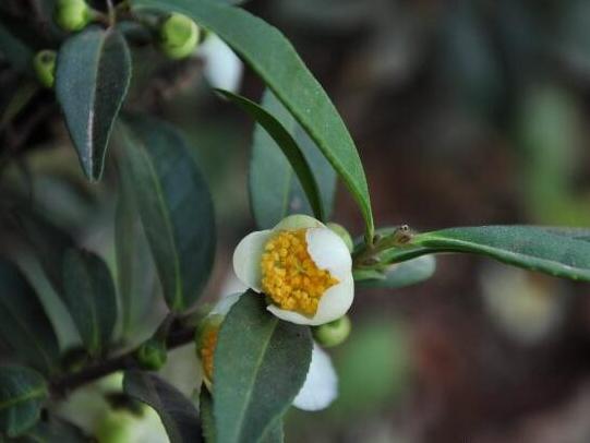 普洱茶大家都非常熟悉,但许多人都不知道普洱茶树是否开花,开什么样