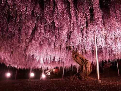 全球最美的树，最后一棵冷艳了千年！