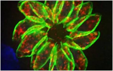 cell:首次利用crispr/cas9系统鉴定出寄生虫必需基因