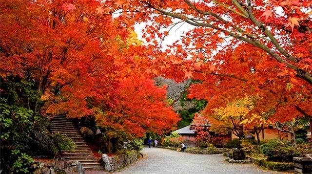 日本最美的"枫景"不在京都,而在这里!