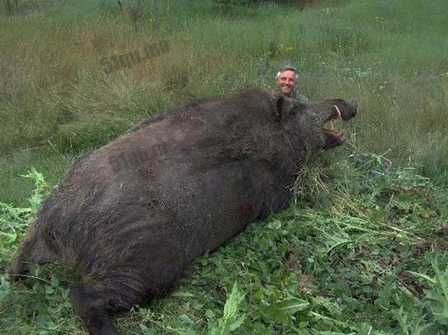 最大的野猪:这头野猪被打死后,体重达到了1057.2斤