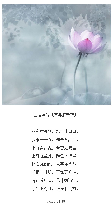 九首歌咏莲花的诗歌,哪位诗人笔下的莲花是鲜活的