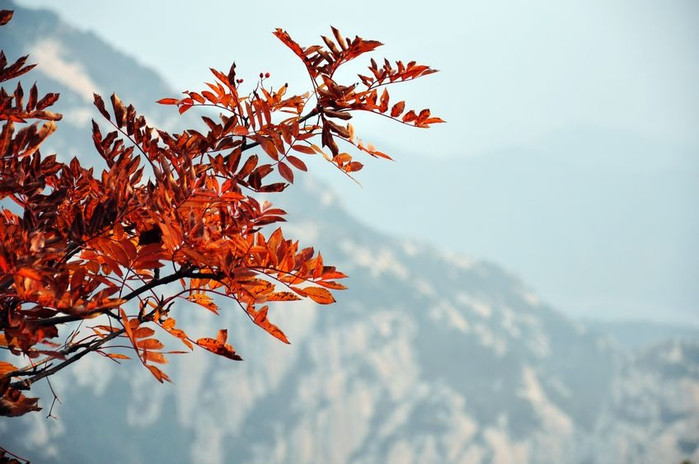 瞻仰泰山美，品读人生味