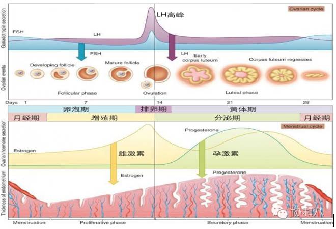 hpo轴激素调控的卵巢周期,和雌孕激素为主调控的子宫内膜月经周期