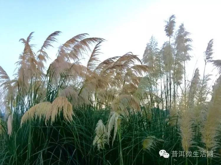 夕阳西下洗马河普洱九月芦荻花