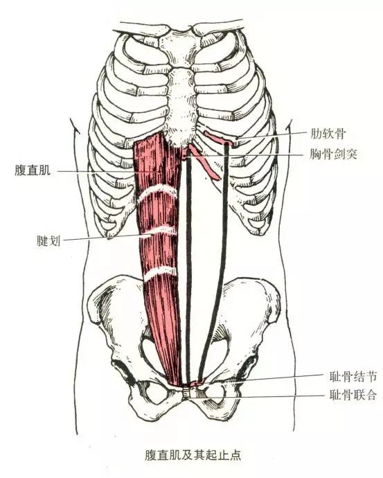 腹肌训练 part