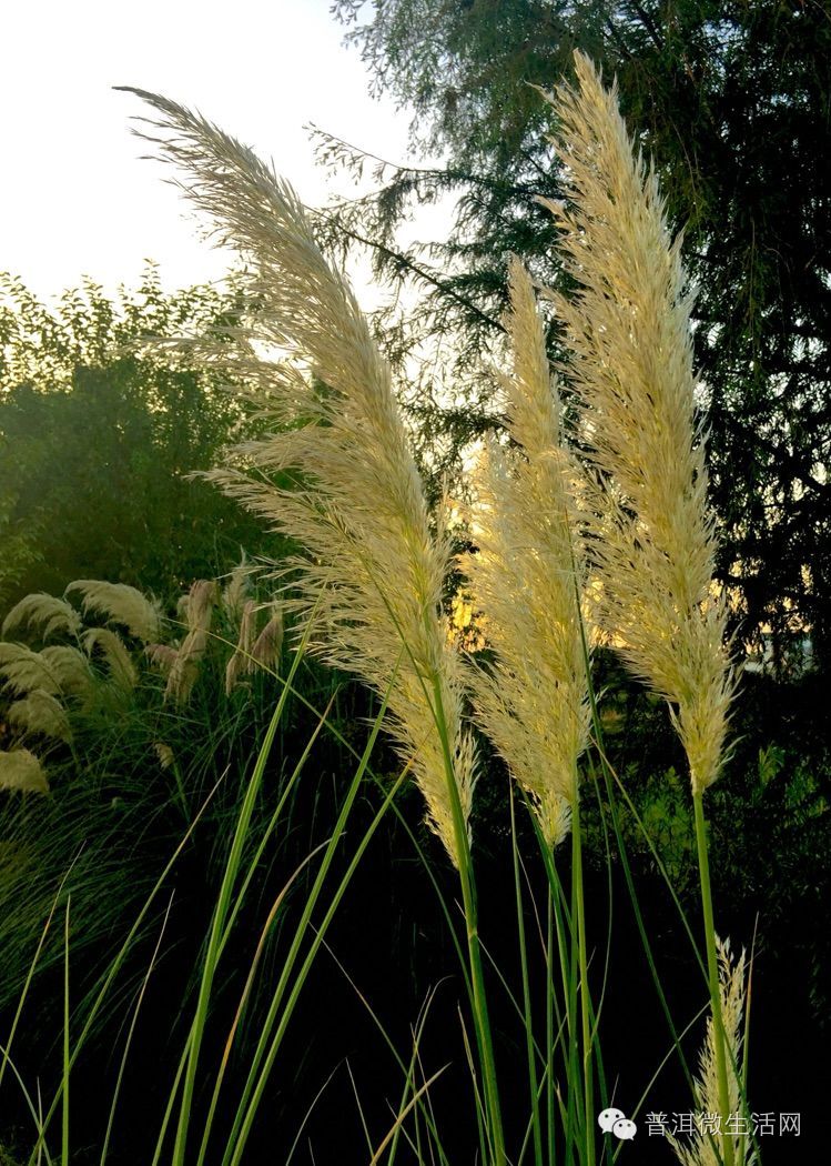 夕阳西下洗马河,普洱九月芦荻花