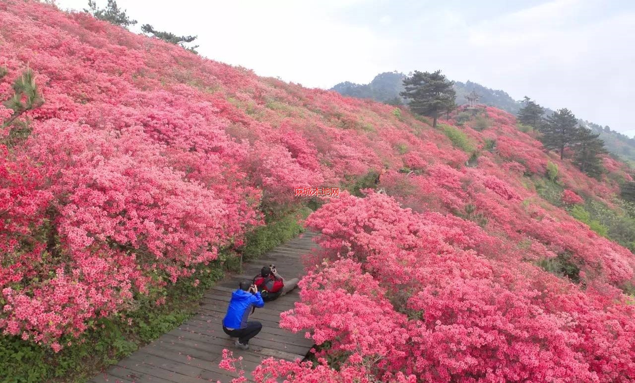 龟峰山杜鹃花海